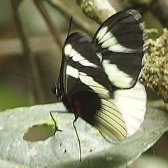 Heliconius eleuchia primularis