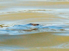 Rafetus euphraticus