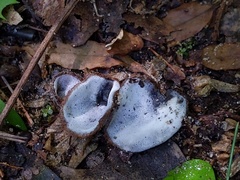 Hypomyces stephanomatis