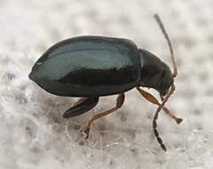 Aphthona