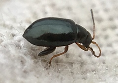 Aphthona