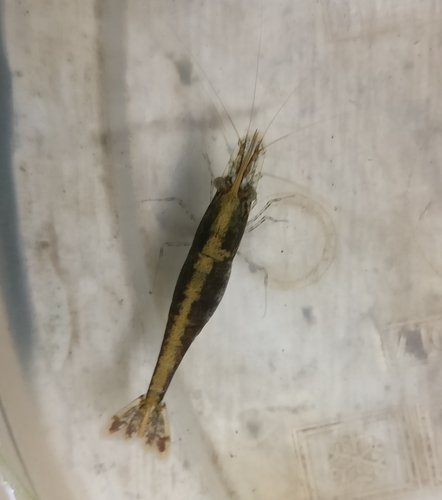 Caridina babaulti