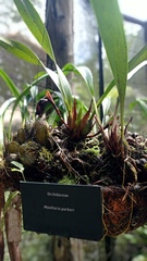 Maxillaria parkeri