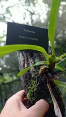 Maxillaria pauciflora