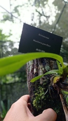 Maxillaria pauciflora