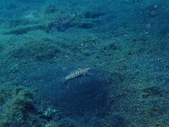 Parapercis australis