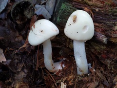 Amanita aestivalis