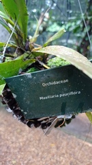 Maxillaria pauciflora