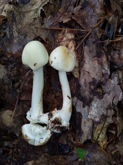 Amanita aestivalis