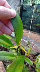Maxillaria pauciflora