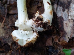 Amanita aestivalis