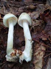 Amanita aestivalis