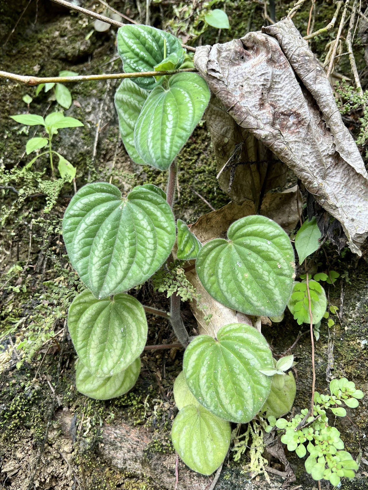 Peperomia albovittata