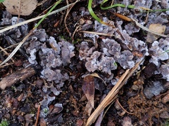 Thelephora americana