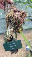 Maxillaria tenuis