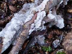 Thelephora americana