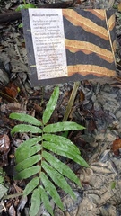 Meniscium longifolium