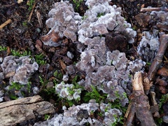 Thelephora americana