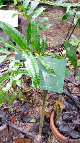 Silk fern (Metaxya rostrata)
