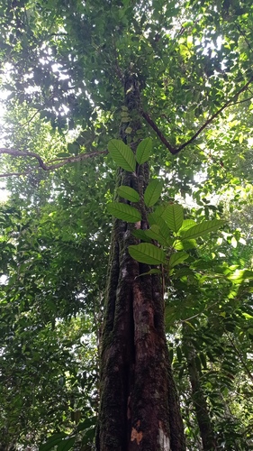 Minquartia guianensis, photograph 5