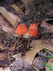 Marasmius fulvoferrugineus