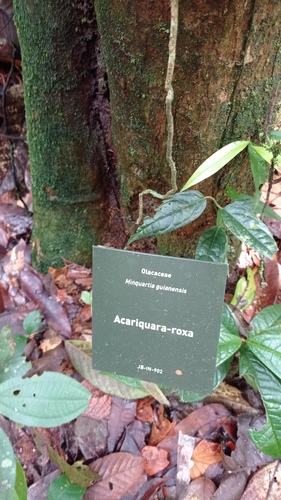 Minquartia guianensis, photograph 6