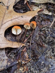 Marasmius fulvoferrugineus