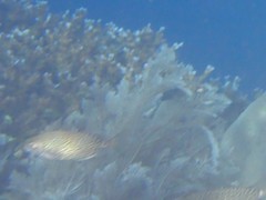 Siganus sutor