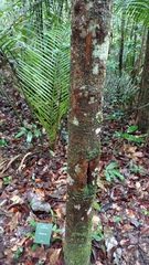 Myrcia paivae
