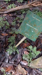 Nephrolepis rivularis