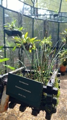 Octomeria scirpoidea