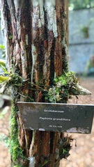 Paphinia grandiflora