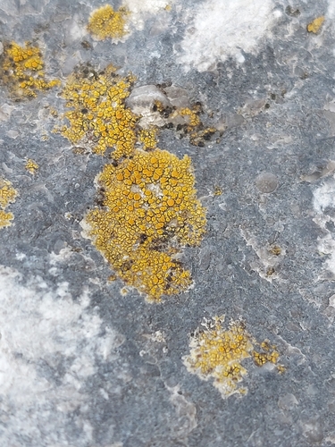 Representative image of Flavoplaca maritima