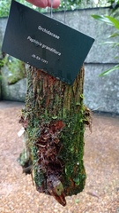 Paphinia grandiflora