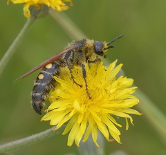 Campsomeris bistrimacula