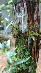 Paphinia grandiflora