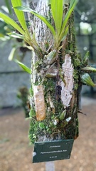 Paphinia grandiflora