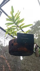 Paphinia grandiflora