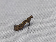 Calybites phasianipennella