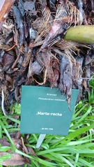 Philodendron melinonii