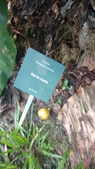 Philodendron melinonii