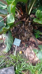 Philodendron melinonii