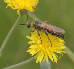 Campsomeris bistrimacula