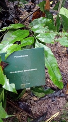 Phlebodium decumanum