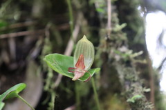 Pleurothallis sarcochila