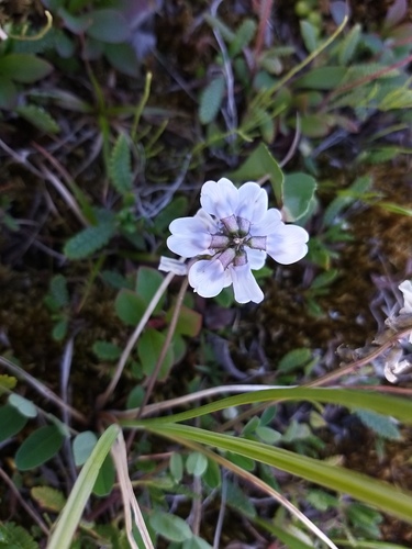 Astragalus norvegicus, photograph 3