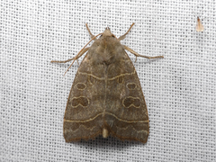 Ipimorpha subtusa