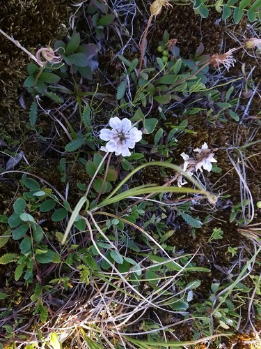 Astragalus norvegicus, photograph 2