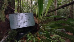 Pleopeltis desvauxii