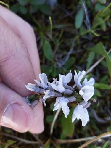 Astragalus norvegicus, photograph 4
